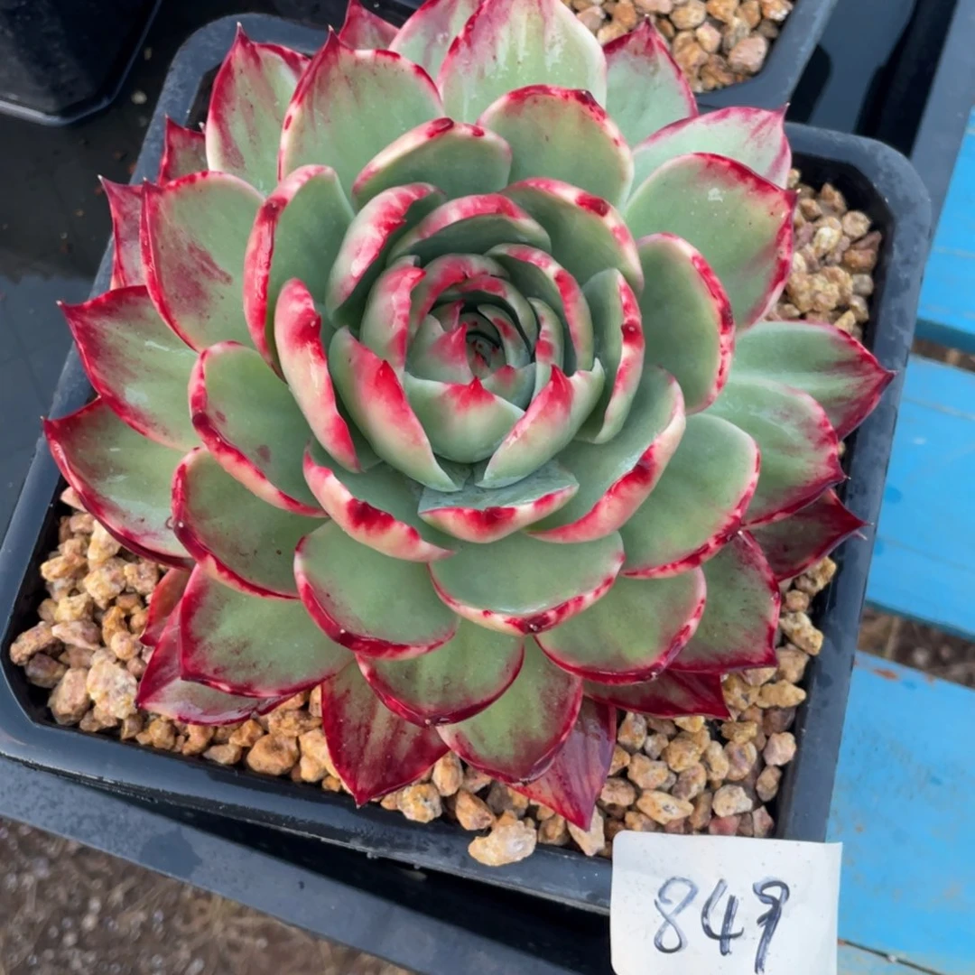 惊鸿仙子冠服18左右