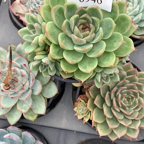 青***色0946一颗8888888555