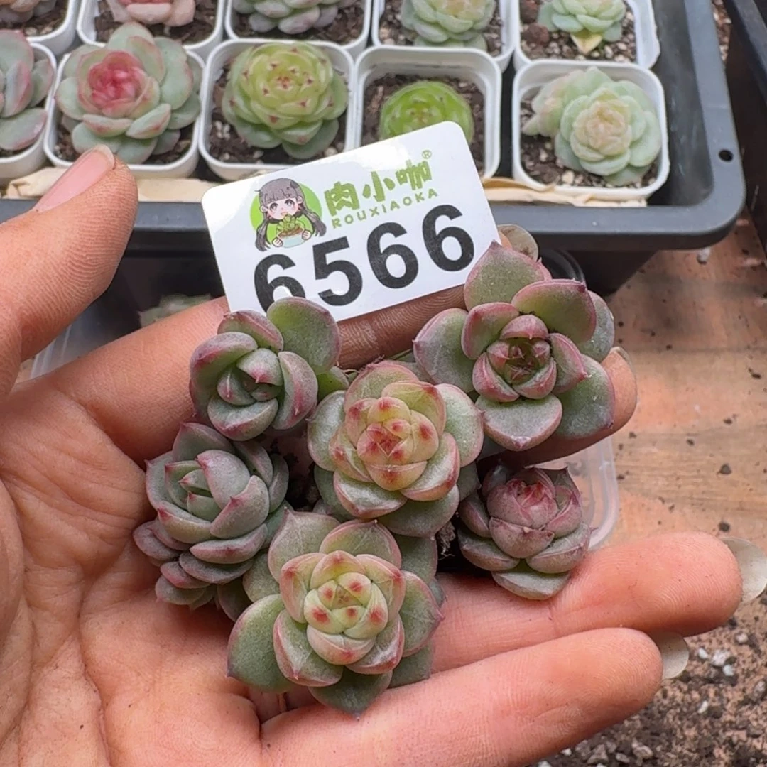 丁***霞多肉植物多肉植物