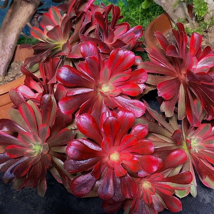 蒙娜丽莎多肉植物