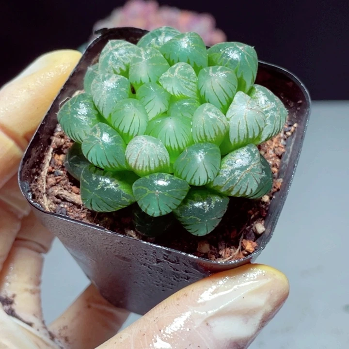 米*朵冰灯样品1颗带盆发货