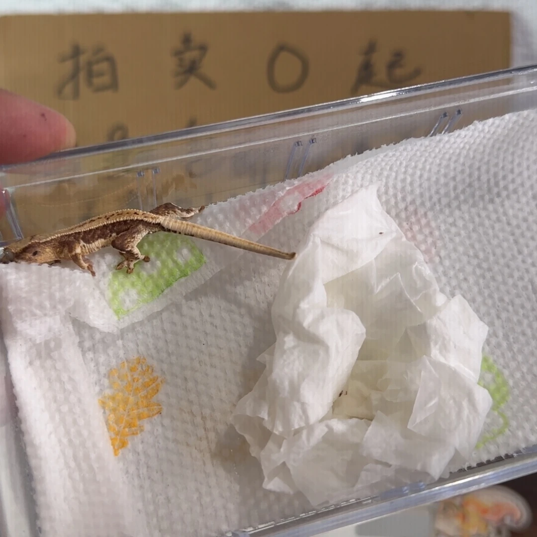 豹纹守宫莉莉白公母不分