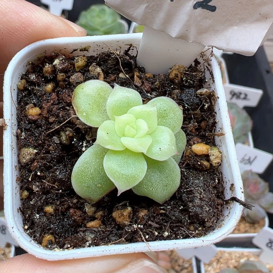 田***字112号小苗，晗雨多肉