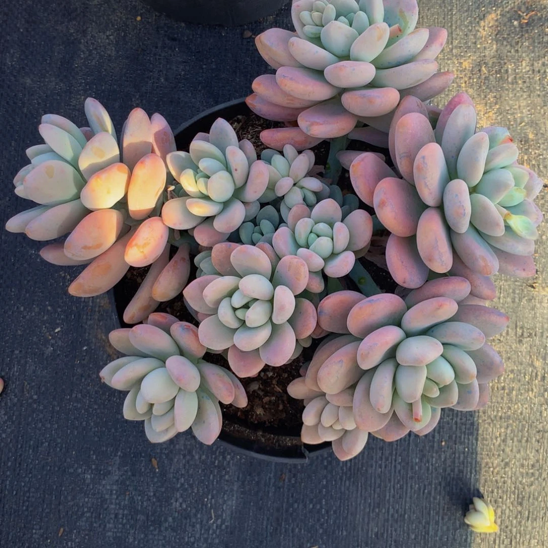 大群红洛神多肉植物