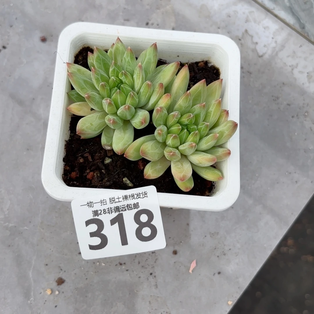 青花瓷无盆土发货