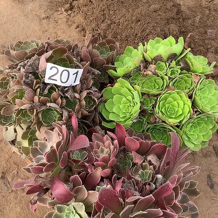 无花朵201三颗多肉植物组合