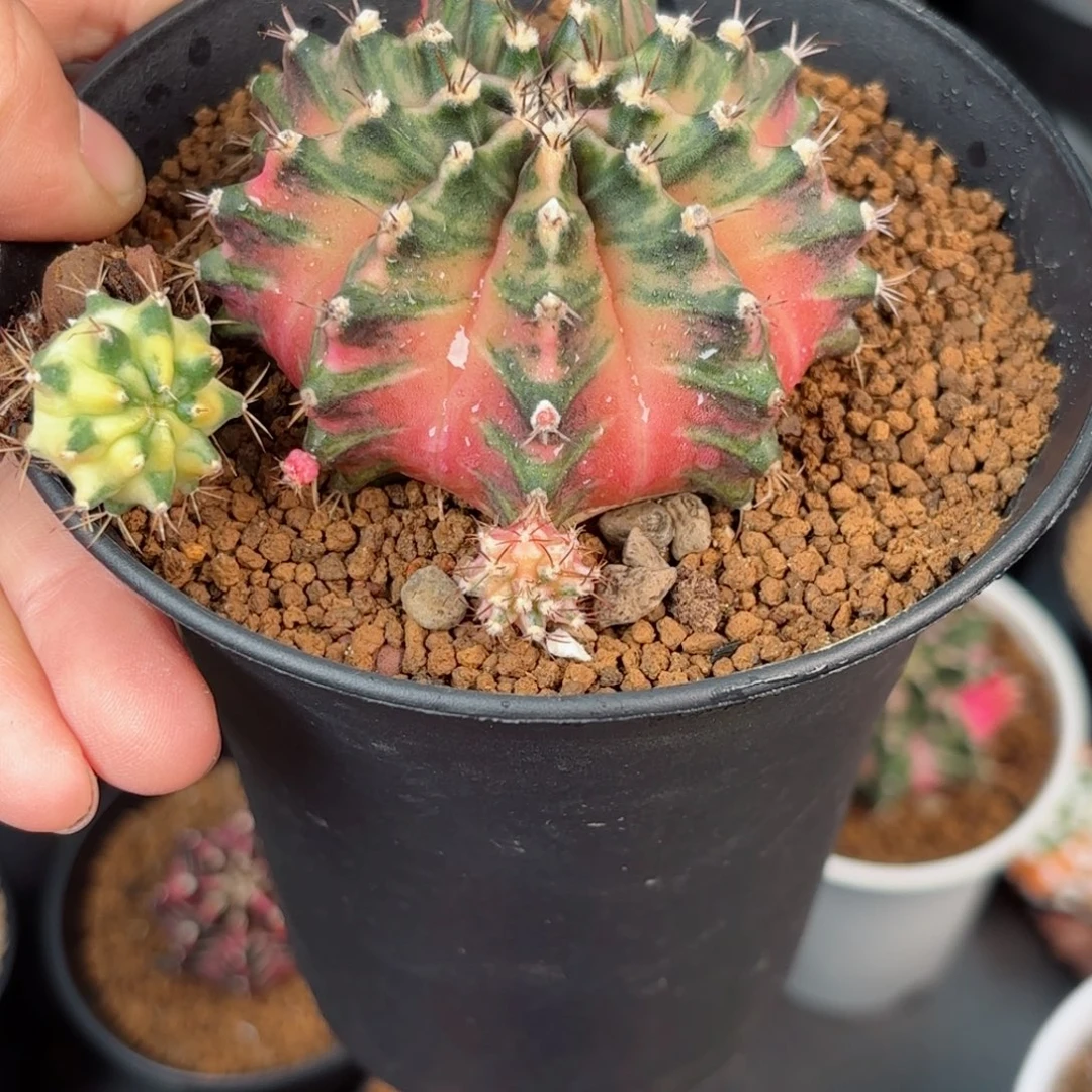 用***4泰系名品侧组合自己发根