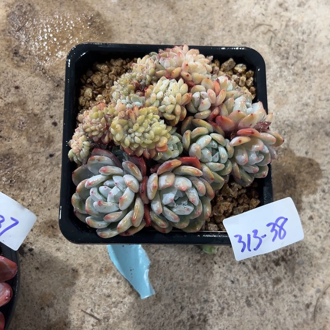 d**超313-38橙子缀化多肉寄养