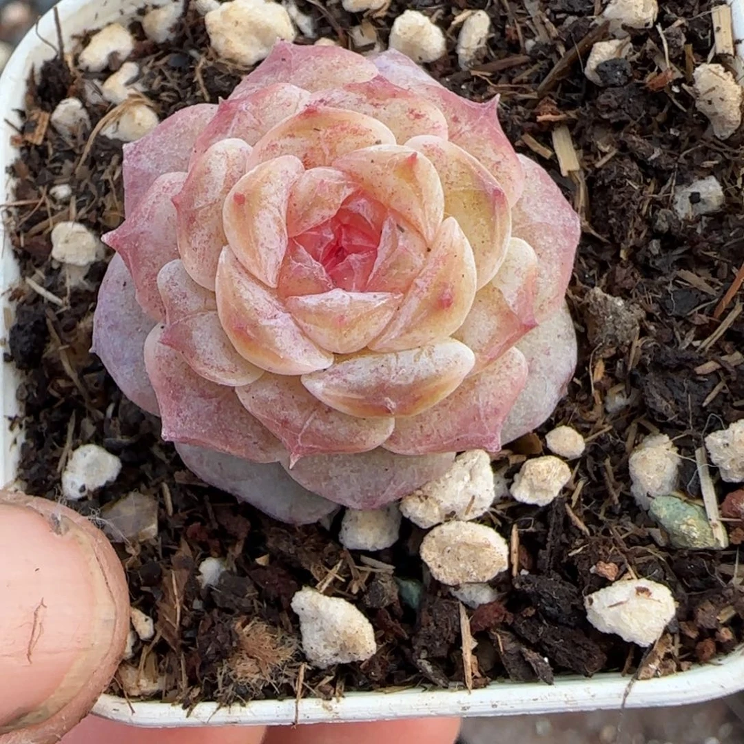 多肉小卡拉米糖心一物一拍