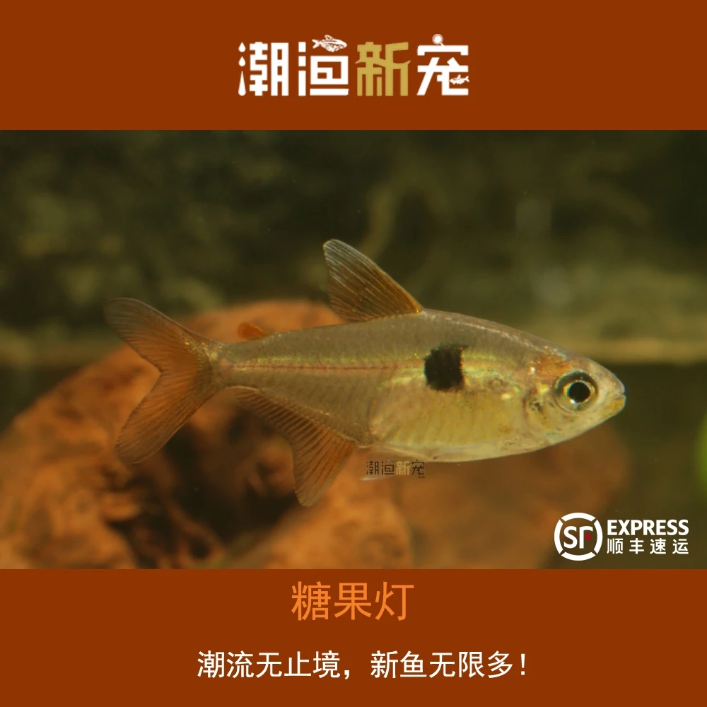 糖果灯 热带小型观赏灯鱼 顺丰包邮包损