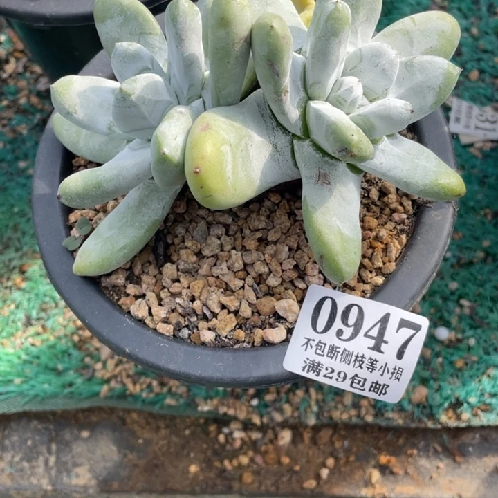 947号拇指多肉植物