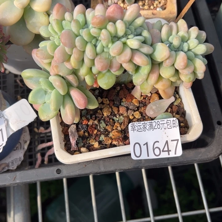 幸运儿是一位非常优秀且幸运