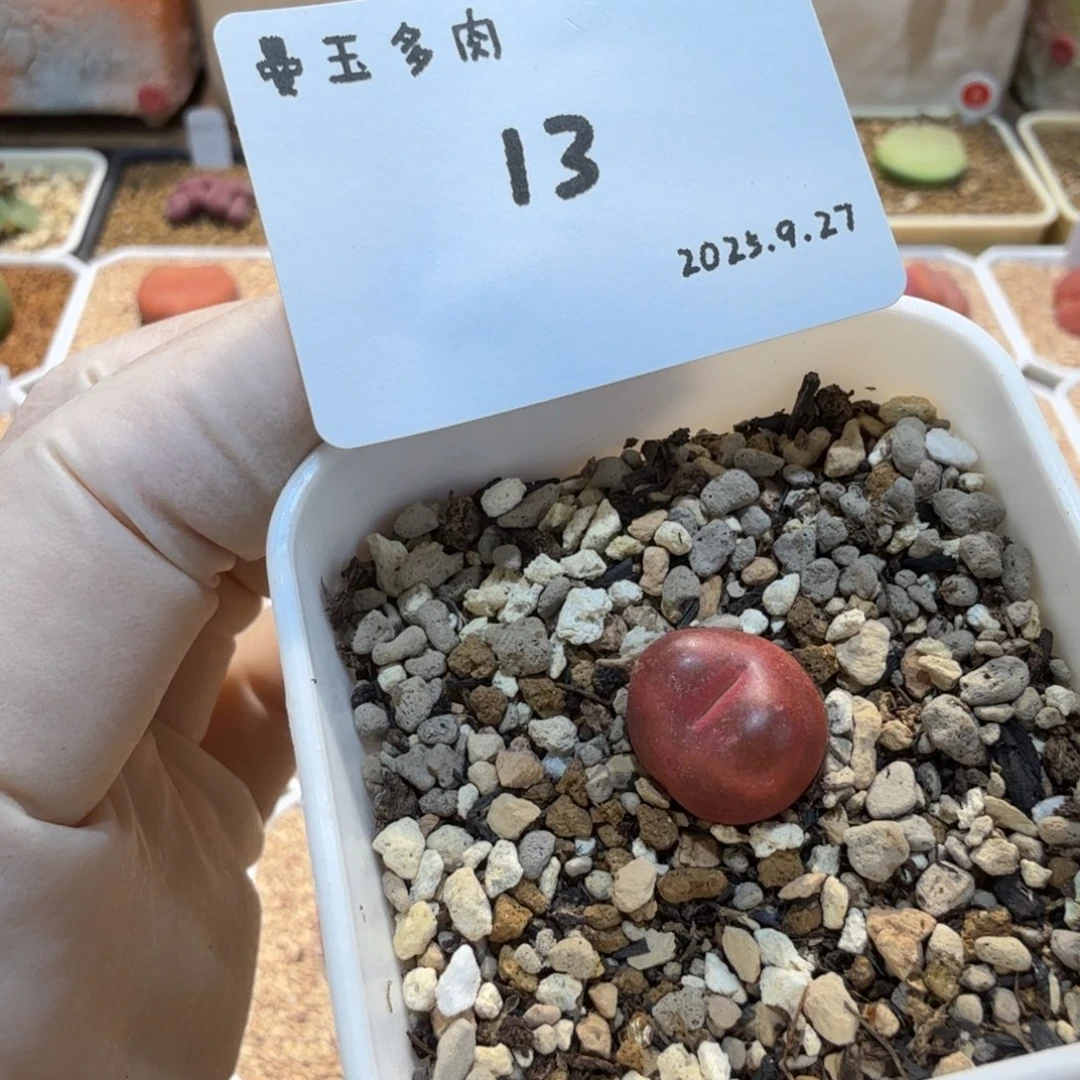 多肉多肉多肉9.27-013吕氏