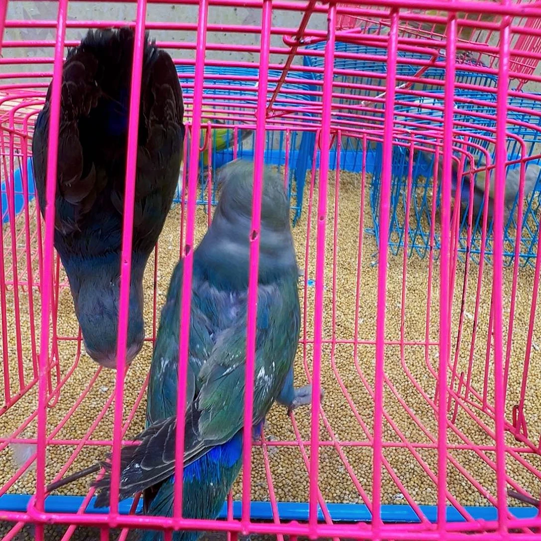 桃脸牡丹鹦鹉少毛两只包活48小时