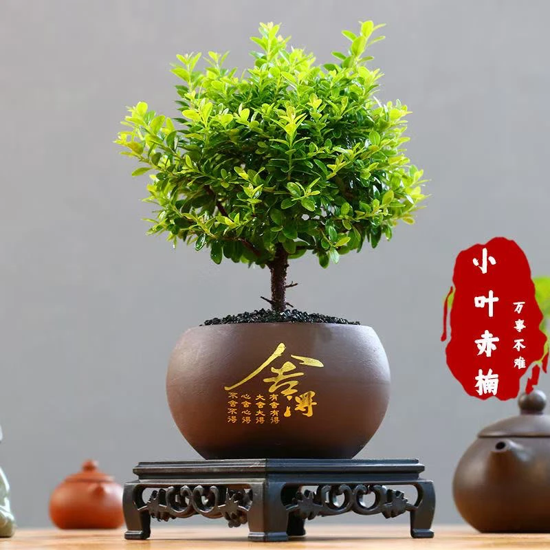【舍得小叶赤楠】客厅茶桌办公桌小盆景盆栽四季翠绿开花结果好养