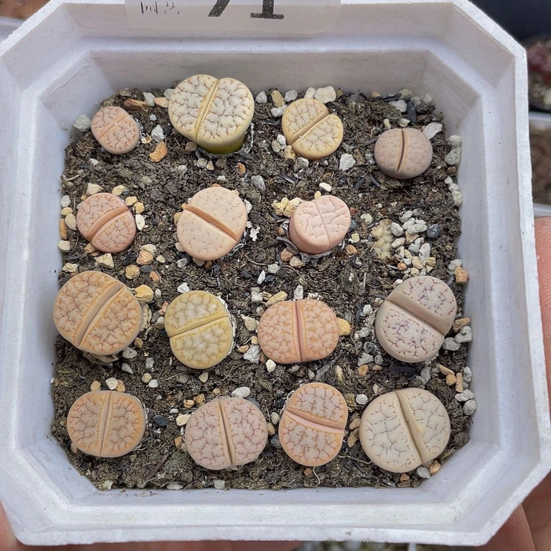 7100000000,花花花花花鼓励