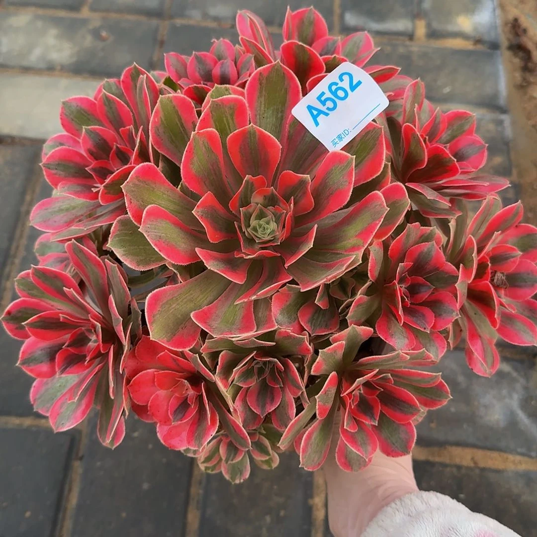 562粉女妖444444冠服24.5左右