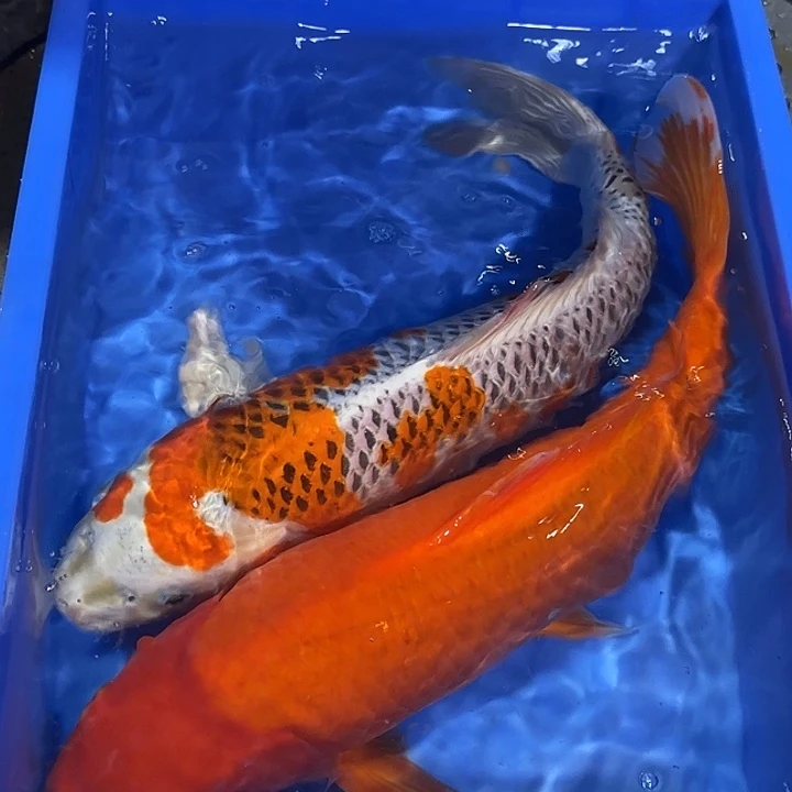 海水赤目芒果红介子和孔雀