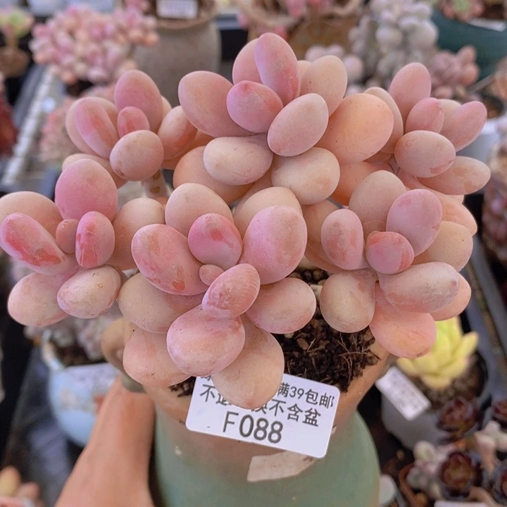 糖果桃蛋老桩11cm088多肉植物