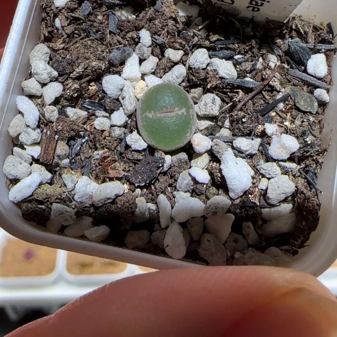 肉锥多肉植物组合-安格307