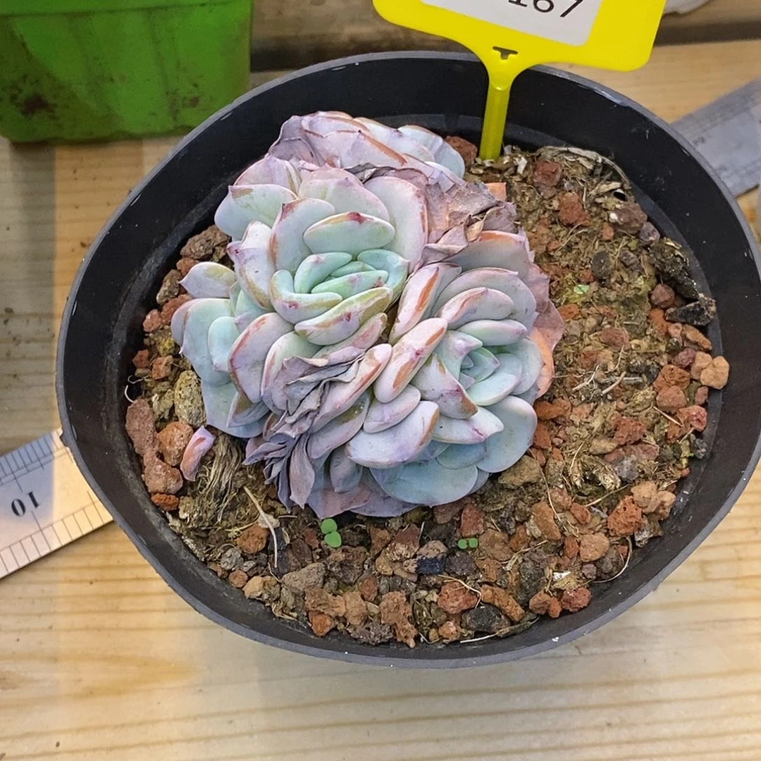 金汇园艺914167勃朗峰