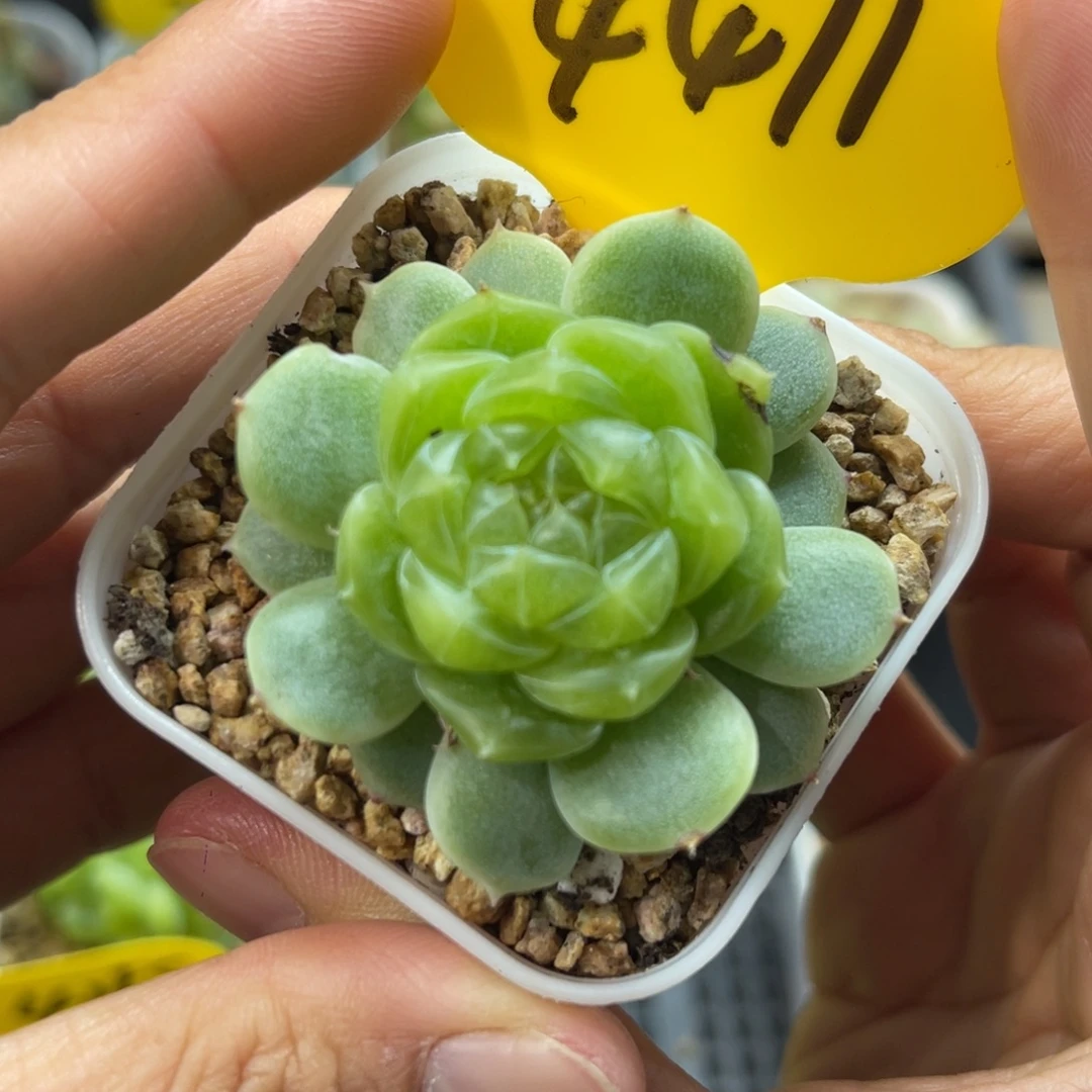 财富密码单头4471