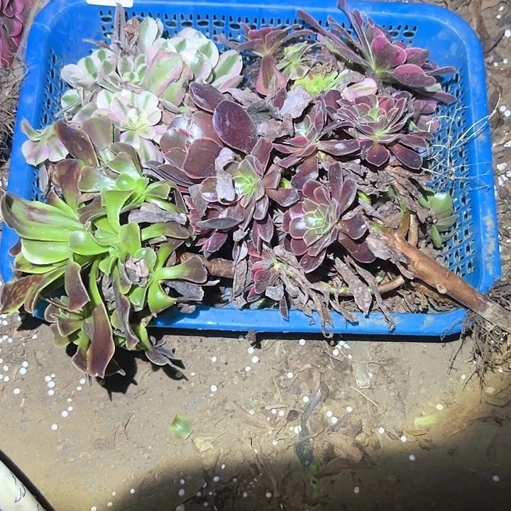 不包损法师组合一物一拍104