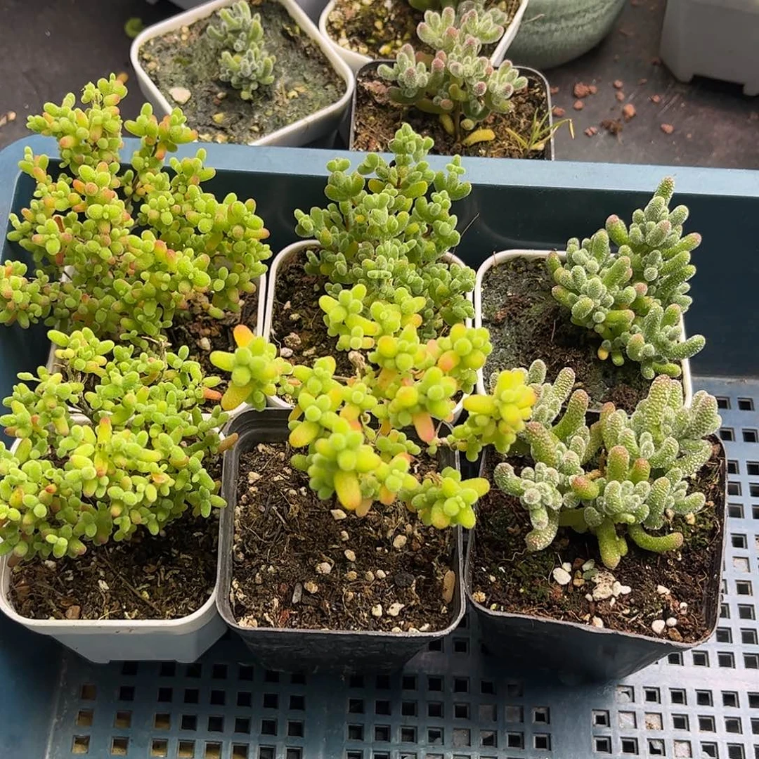 47新手套餐6颗组合