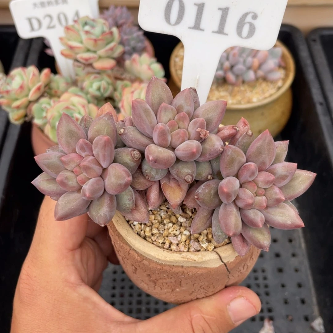 0116红蜻蜓不带盆10厘米