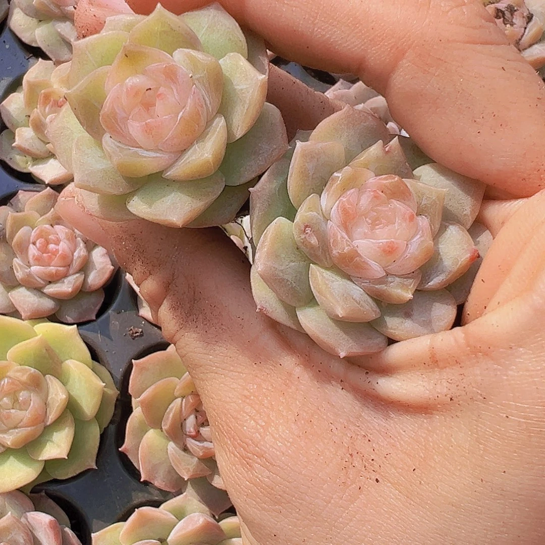 仙女粉冰魄3颗苗多肉