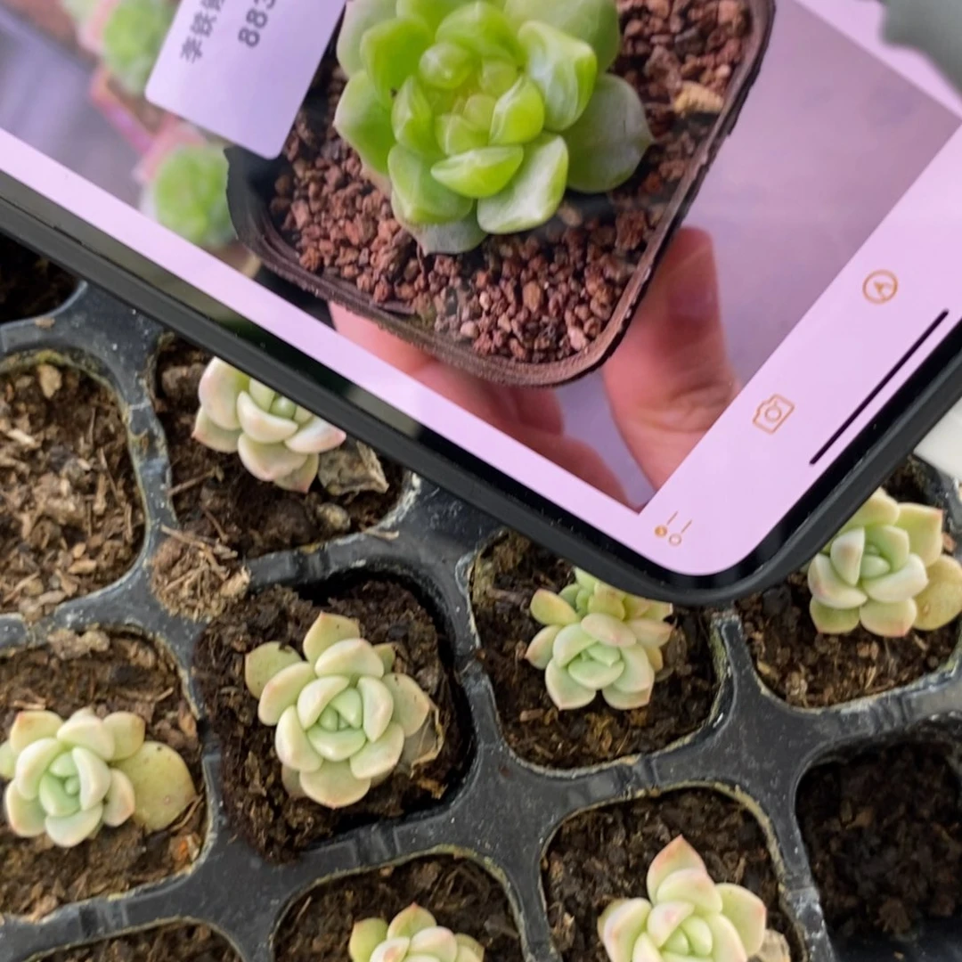 穴盘甜心883小小苗一个多肉量拍