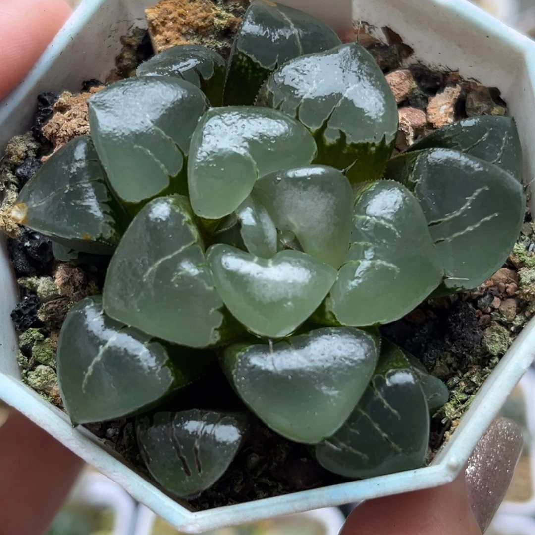 86姬翠出云窗哈哈哈哈哈哈