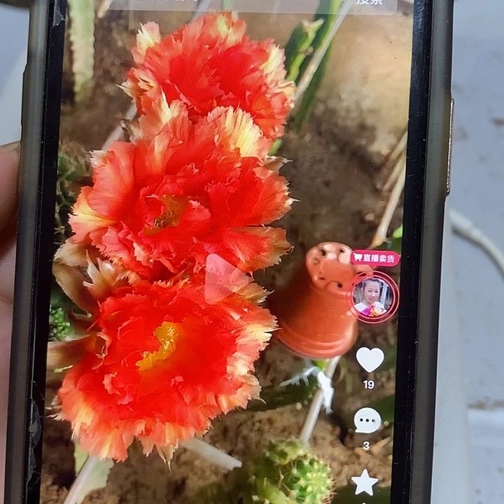 凤羽18号彩草侧芽嫁接用