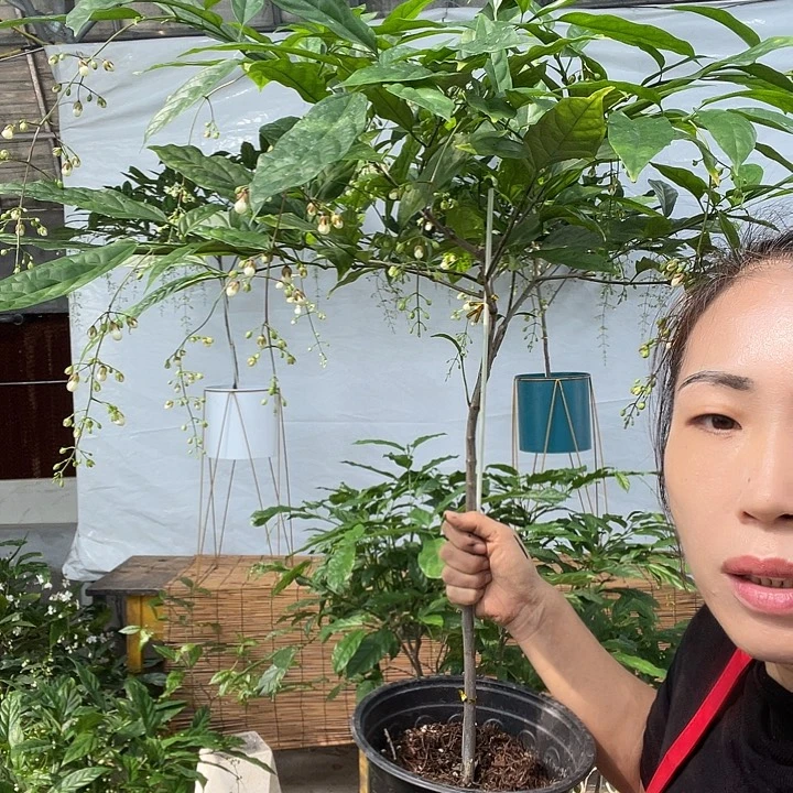 无花朵垂坠茉莉大颗一盆
