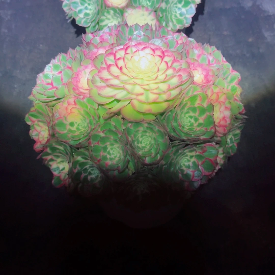 林***虎无花朵xndnnddndndndndn