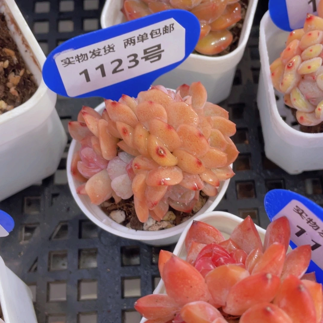 1123号 草莓啵啵小缀化