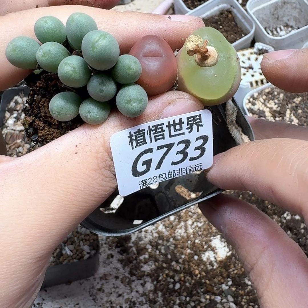 多肉植物的润泽fbn