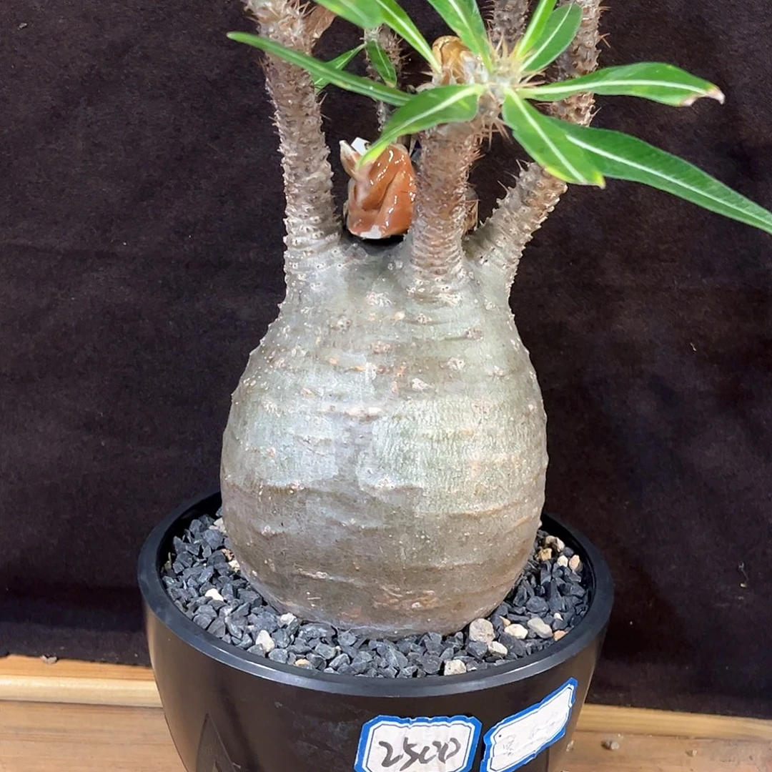 潮流植物产地象牙宫，9.9公分