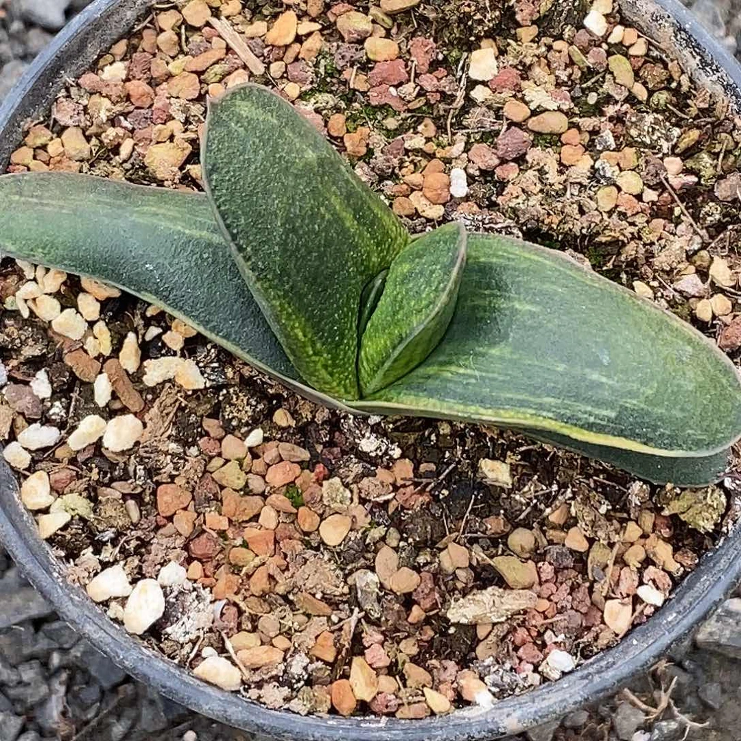 不带盆脱土裸根发货