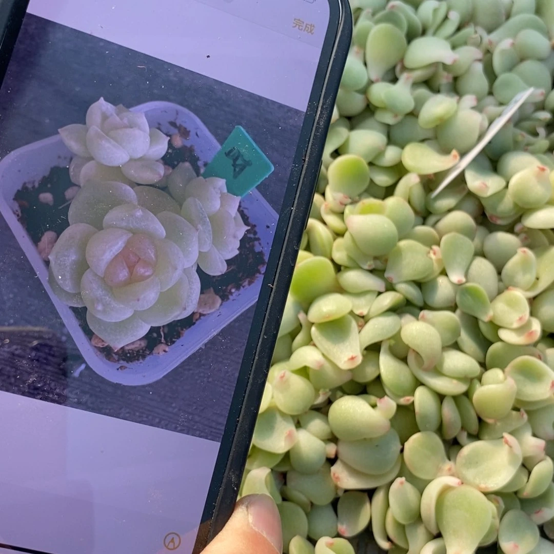 纯叶片财富1叶片一个