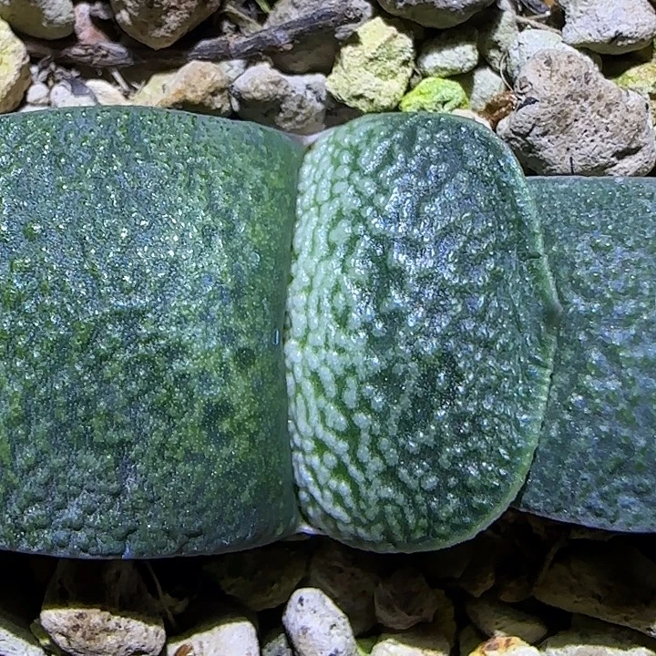 浓白釉卧牛实生亚成