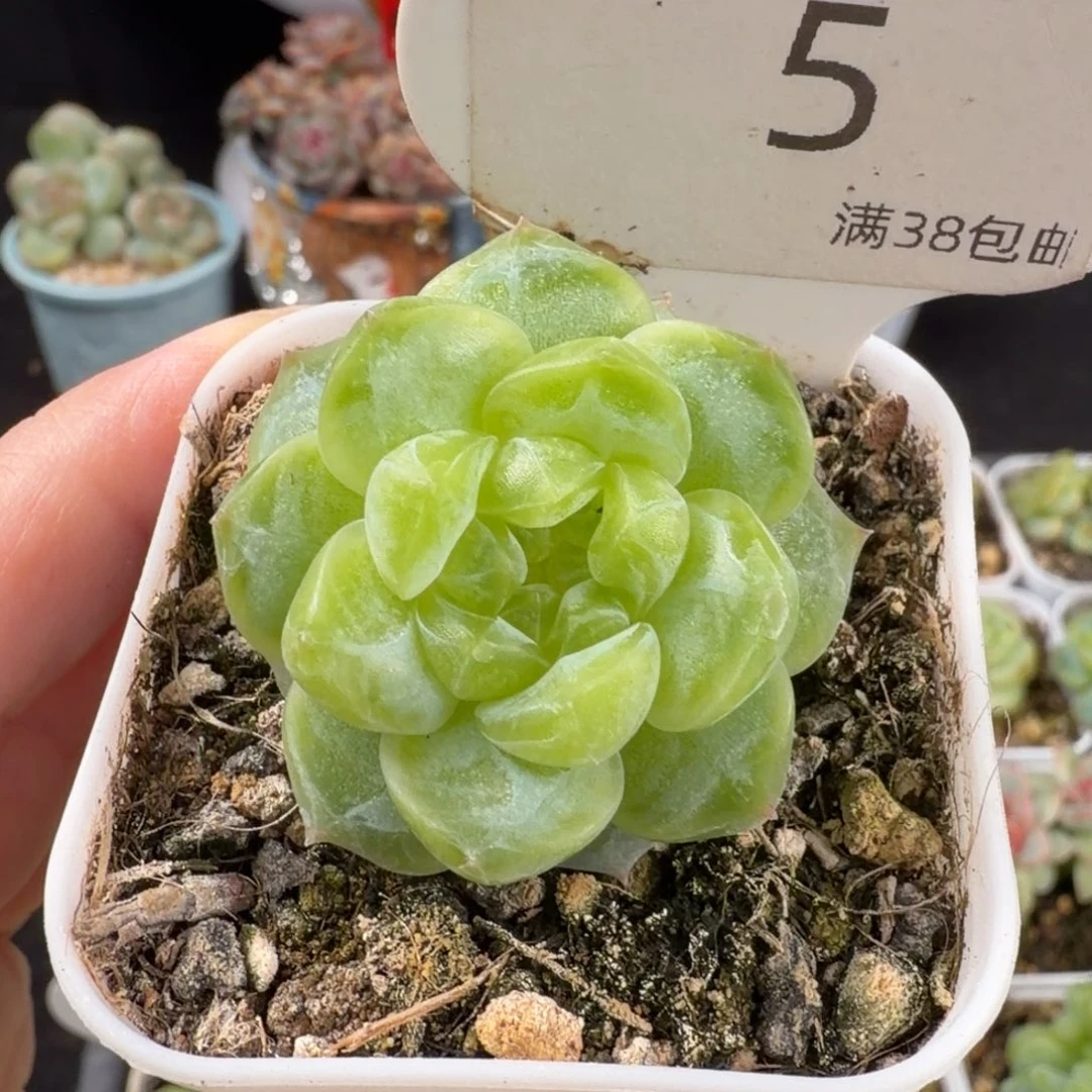 青玄珍妮单头福利5号