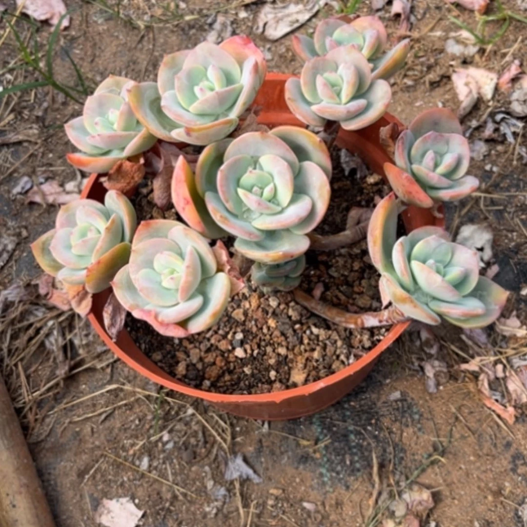 【闪购商品】粉*白凤