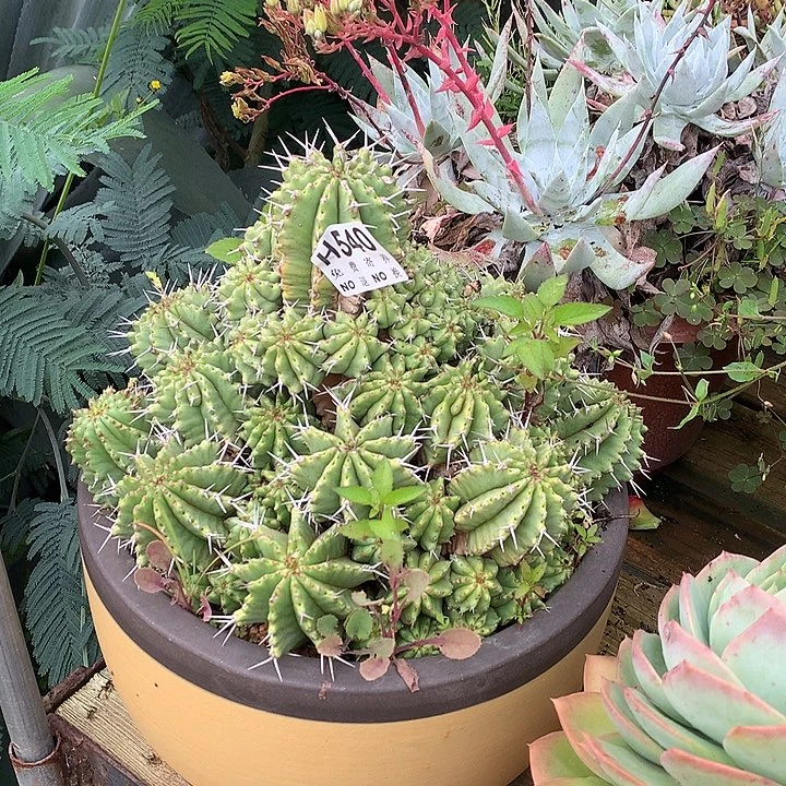 不知名球  非偏远38包邮 节后发