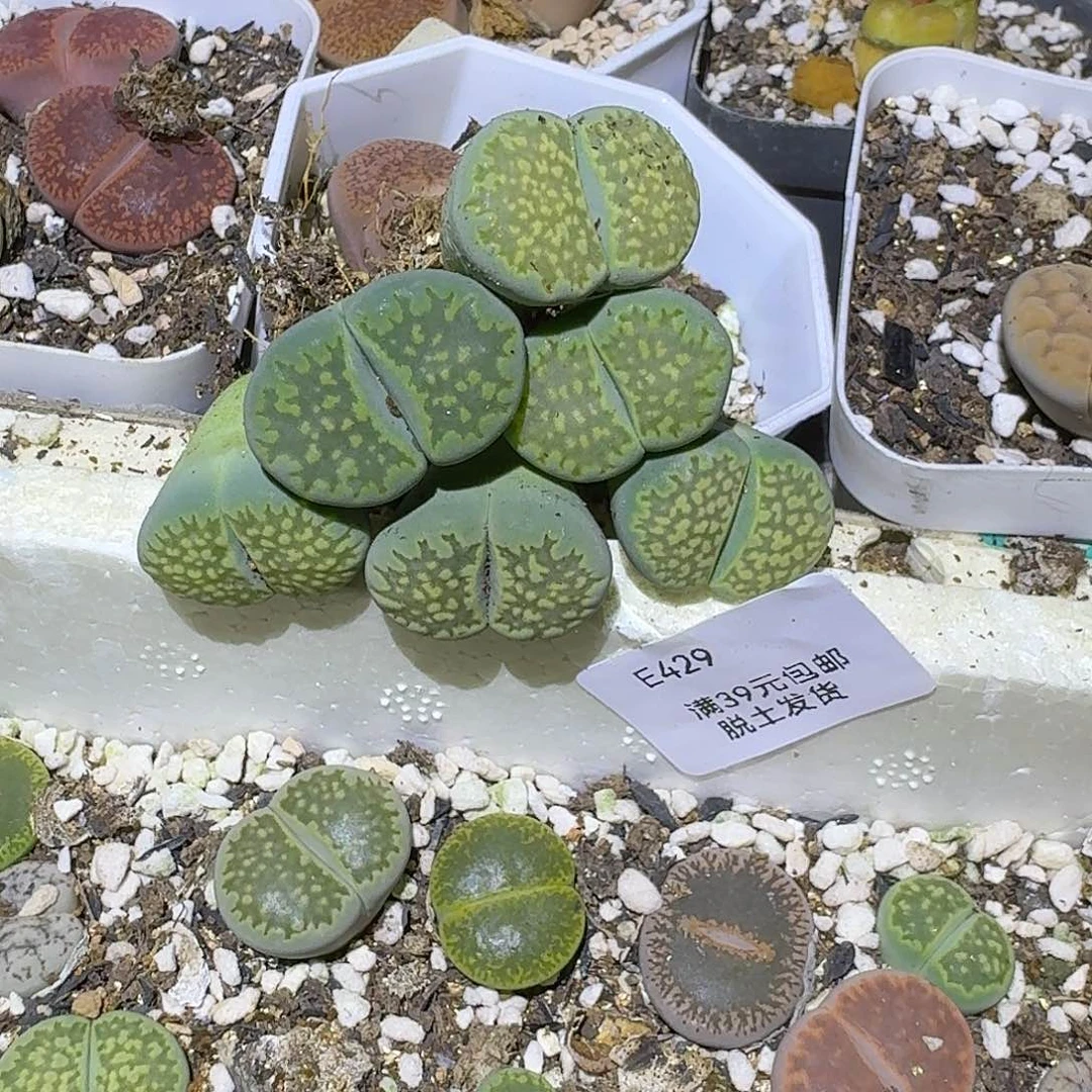 海*429哈哈哈哈哈哈哈哈