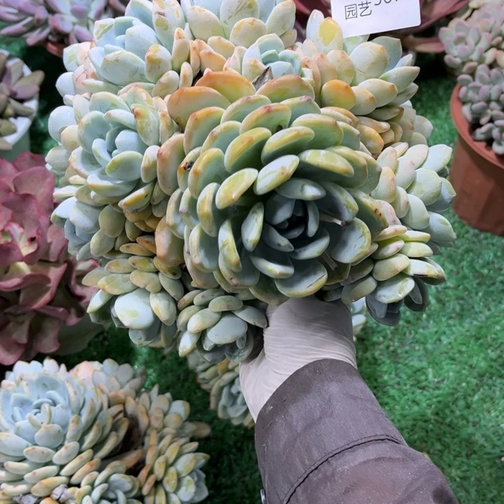 567冷香多肉植物