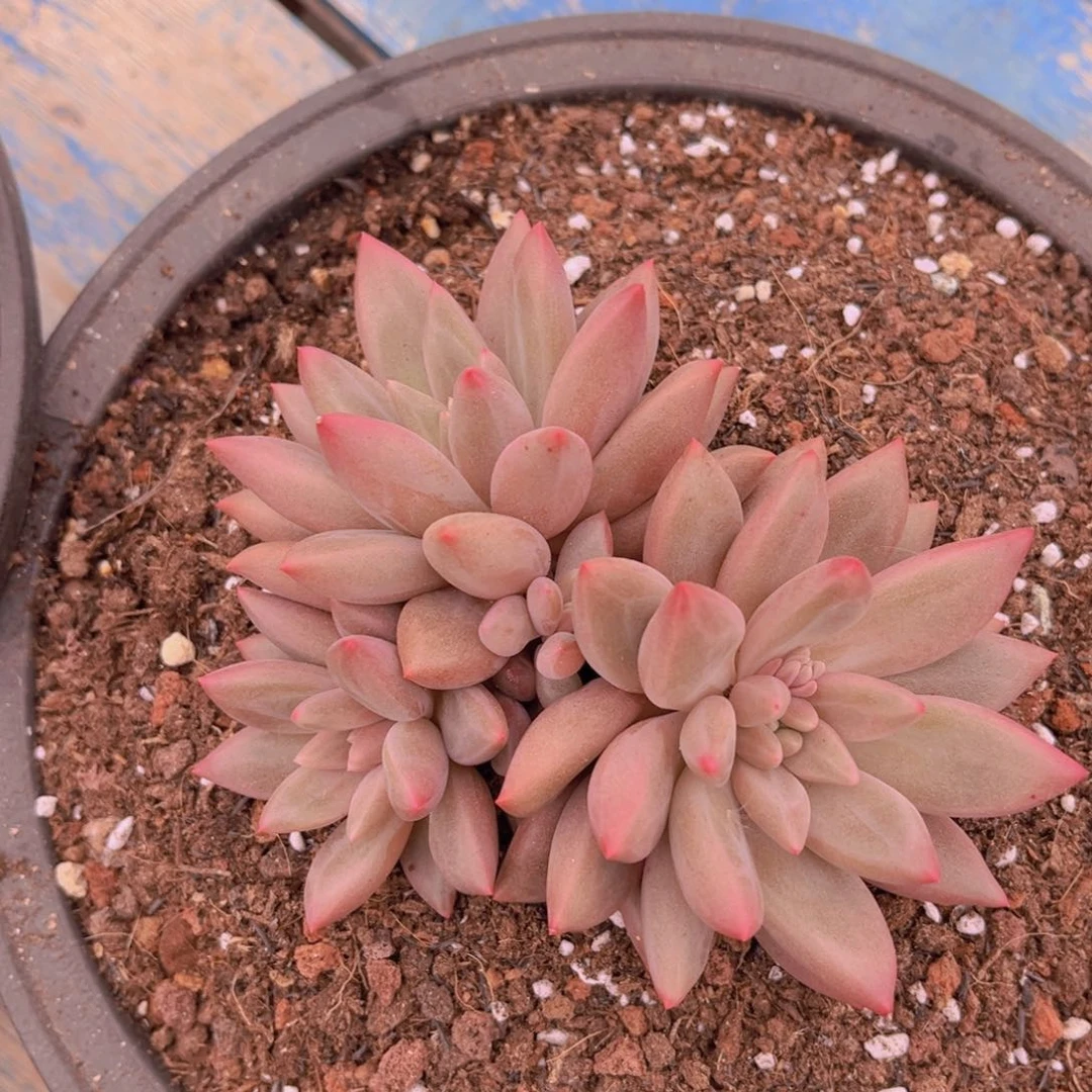 多肉植物的繁殖方式