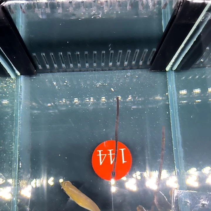 蓝点吊5+/6-64-144