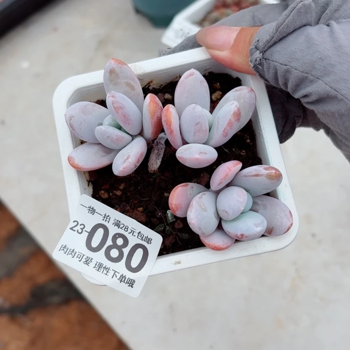 雪美人无盆土发货无盆土