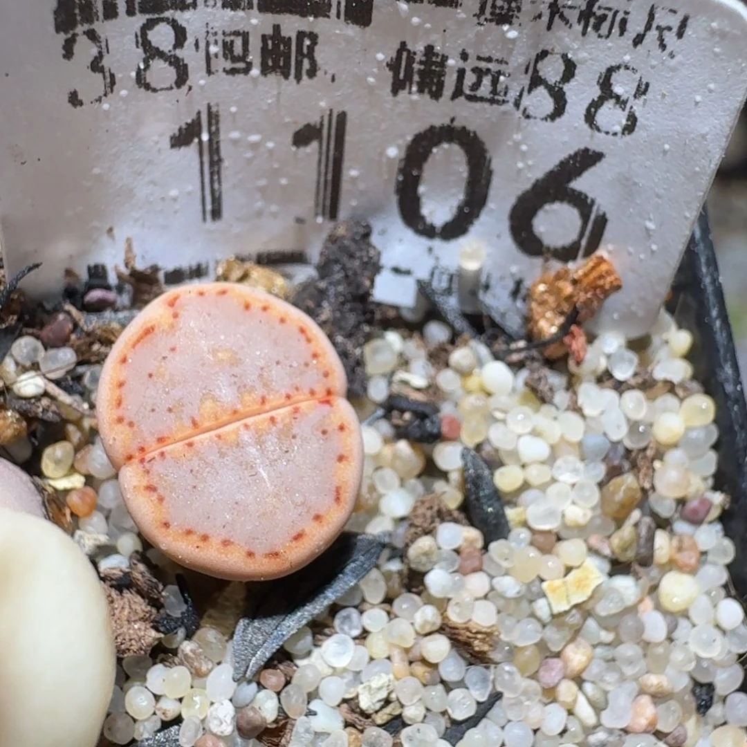 zzz精品也福利1106